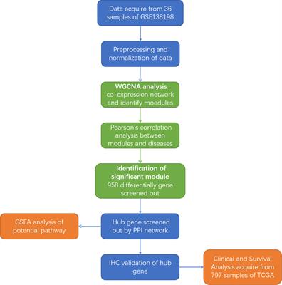 Identification of SERPINA1 promoting better prognosis in papillary thyroid carcinoma along with Hashimoto’s thyroiditis through WGCNA analysis